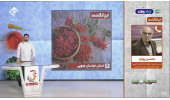 زرشک خراسان جنوبی؛ داروخانهای طبیعی با ۹۸ درصد تولید جهانی