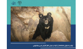 تولید رده سلولی شناسنامهدار از گونه در معرض خطر انقراض خرس سیاه بلوچی/ امید برای احیای گونههای حیات وحش درمعرض خطر انقراض