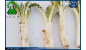 خاصیت درمانی گیاه بهاری کنگر Cirsium vulgare